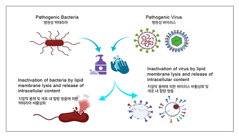에탄올 항바이러스.jpg